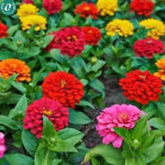 Hạt giống Hoa cúc nhám