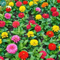 Hạt giống Hoa cúc nhám