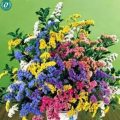 Hạt giống Hoa Salem mix