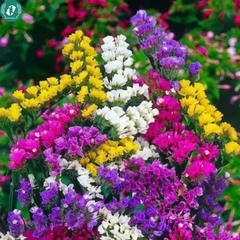 Hạt giống Hoa Salem mix