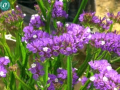 Hạt giống Hoa Salem mix