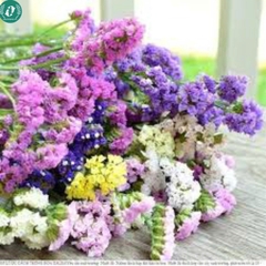 Hạt giống Hoa Salem mix
