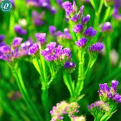 Hạt giống Hoa Salem mix