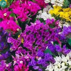 Hạt giống Hoa Salem mix