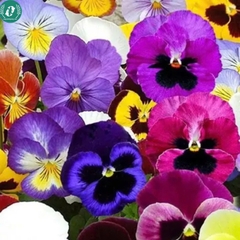 Hạt giống Hoa Pansy