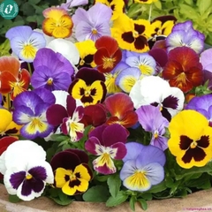 Hạt giống Hoa Pansy
