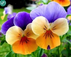 Hạt giống Hoa Pansy