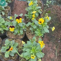 Hạt giống Hoa Pansy
