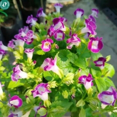 Hạt giống Hoa Pansy