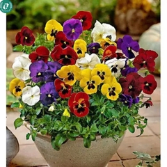 Hạt giống Hoa Pansy