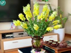 Hạt giống Hoa mõm sói