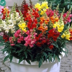 Hạt giống Hoa mõm sói