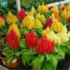 Hạt giống Hoa màu gà lửa mix