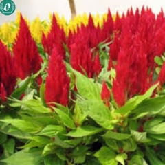 Hạt giống Hoa màu gà lửa mix