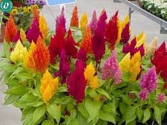 Hạt giống Hoa màu gà lửa mix