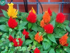 Hạt giống Hoa màu gà lửa mix