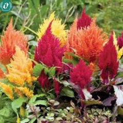 Hạt giống Hoa màu gà lửa mix