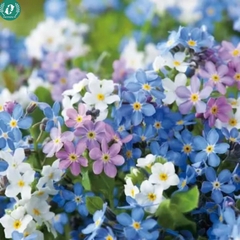 Hạt giống Hoa lưu ly mix