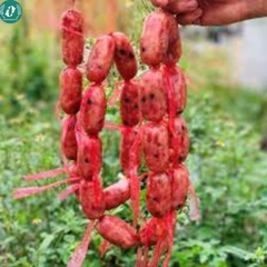 Tung lò mò (loại đặc biệt)