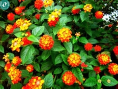 Hạt giống Hoa cúc ngũ sắc
