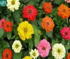 Hạt giống Hoa cúc ngũ sắc