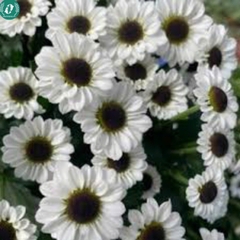 Hạt giống Hoa cúc mắt mèo