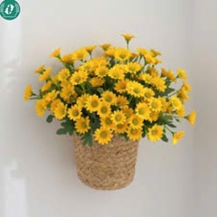 Hạt giống Hoa cúc mắt mèo