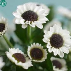 Hạt giống Hoa cúc mắt mèo
