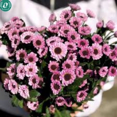 Hạt giống Hoa cúc mắt mèo