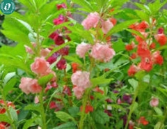 Hạt giống Hoa bóng nước