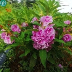 Hạt giống Hoa bóng nước