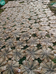 Khô cá chốt