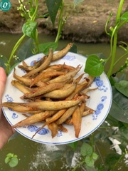 Khô cá chạch đồng 3 nắng