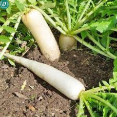 Hạt giống củ cải trắng