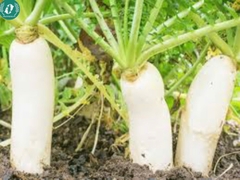 Hạt giống củ cải trắng