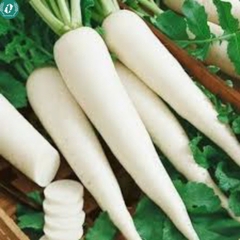 Hạt giống củ cải trắng