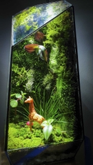 Terrarium "Hươu cao cổ"