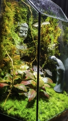 Terrarium "bái phật trong rừng"