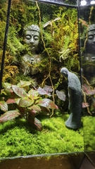 Terrarium "bái phật trong rừng"