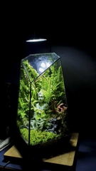 Terrarium "phật ẩn trong rừng"