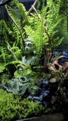 Terrarium "phật ẩn trong rừng"