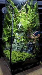 Terrarium "phật ẩn trong rừng"