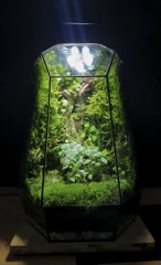 Terrarium "Diện phật Quan âm"