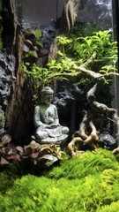 Terrarium "Phật thiền"