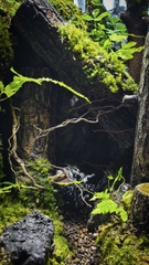 Terrarium "Khu rừng hoang vắng"