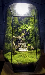 Terrarium "phật thiền"