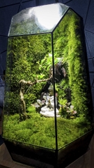Terrarium "phật thiền"