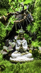 Terrarium "phật thiền"