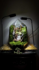 Terrarium "Phật thiền"