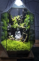 Terrarium "Phật thiền"